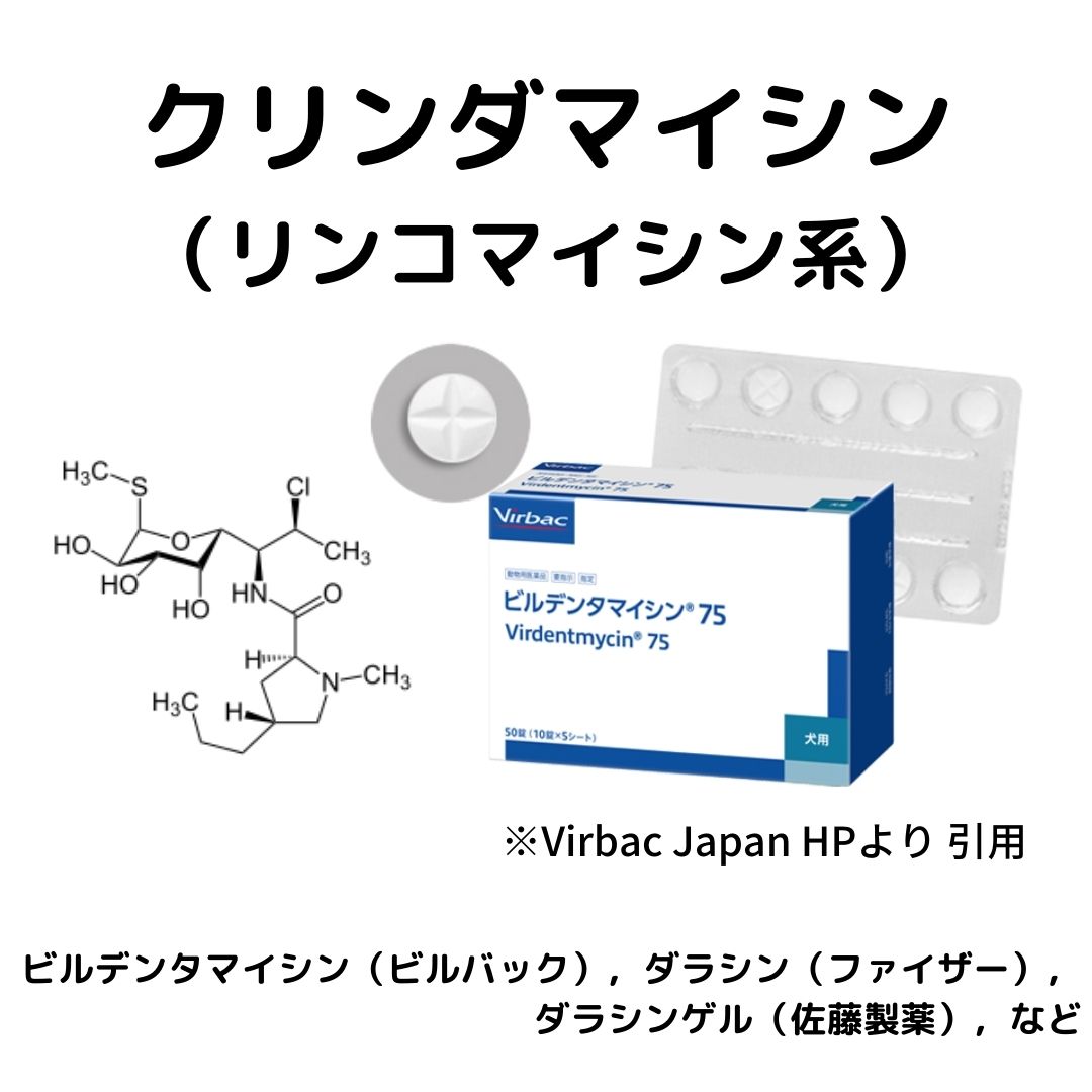 第十回：なにがわかる！？ブドウ球菌・連鎖球菌のDテストについて 細菌検査のいろは どうぶつの細菌検査